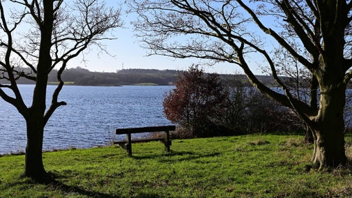 Image shows a bench overlooking the reservoir next to a tree trunk.
